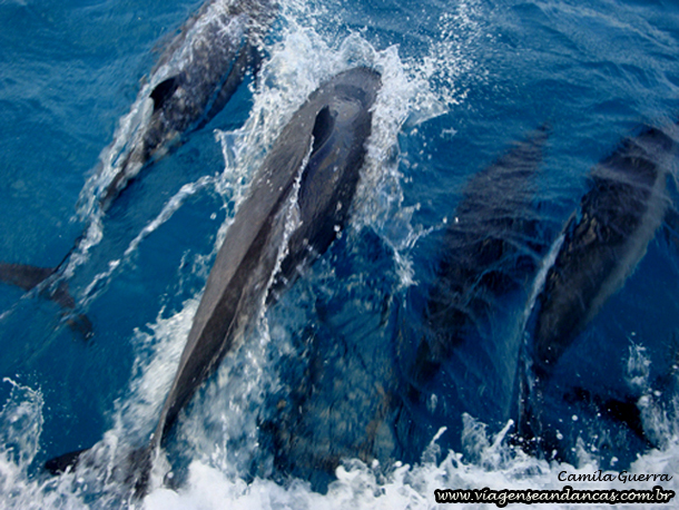 Golfinhos avistados na Baía dos Golfinhos durante um passeio de barco