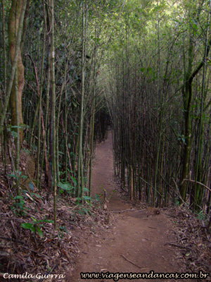 Trilha Circular passando pelo bambuzal