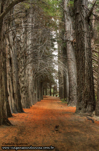 Túnel de árvores na Isla Victoria