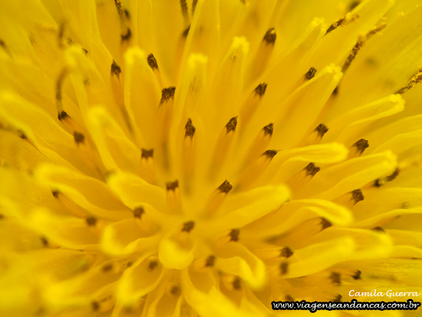 Florzinha do picão fotografada com o filtro Raynox DCR-250