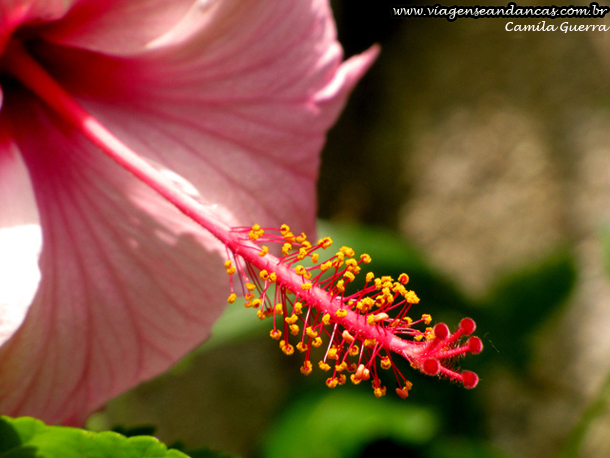 Flor de hibisco fotografada com uma Canon SX 20