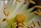 Flor de laranjeira, macrofotografia