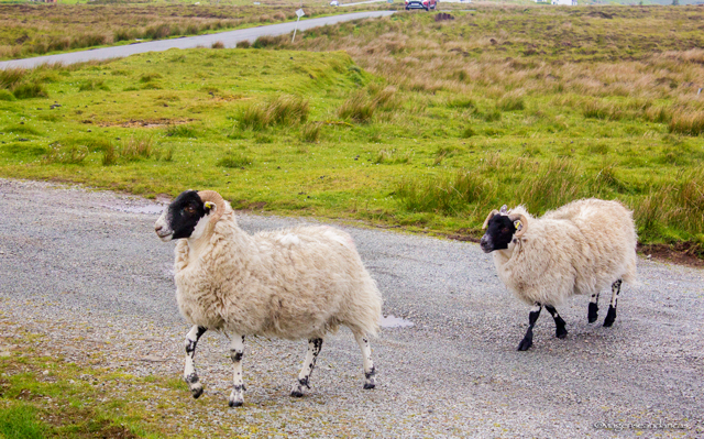 Cuidado nas estradas, especialmente as secundárias. As ovelhinhas dominam a ilha